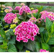 Hydrangea Saturn Bi-Color Flowering 1 Plants Mophead macrophylla Shrubs